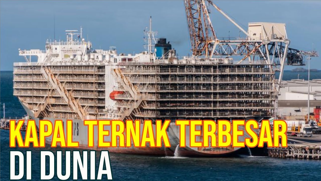Kapal Sapi Terbesar Angkut Ribuan Hewan Ternak.jpg